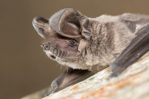 Europese bulvleermuis (Tadarida teniotis)