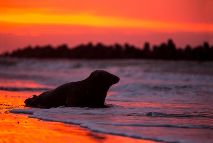 Grijze zeehond (Halichoerus grypus)