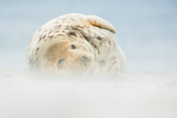 Grijze zeehond (Halichoerus grypus)