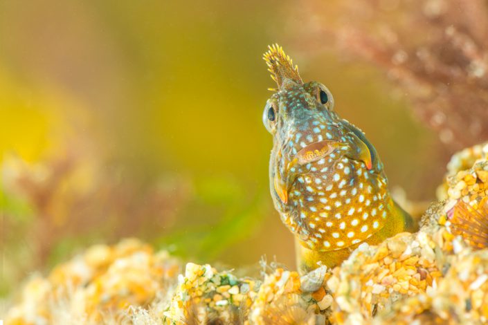 Montagu's blenny (Coryphoblennius galerita)