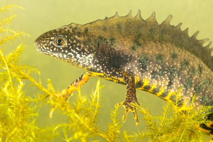 Kamsalamander (Triturus cristatus)