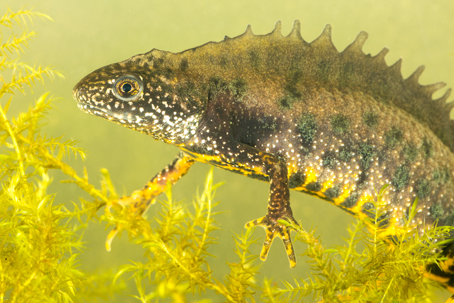 Kamsalamander: nog een prioritaire soort