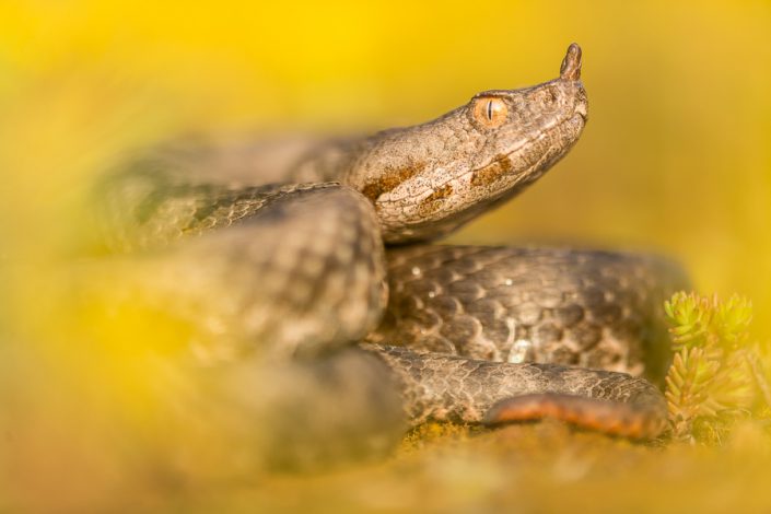 Zandadder (Vipera ammodytes)