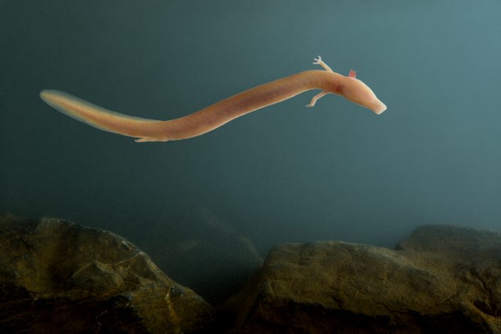 Olm (Proteus anguinus)