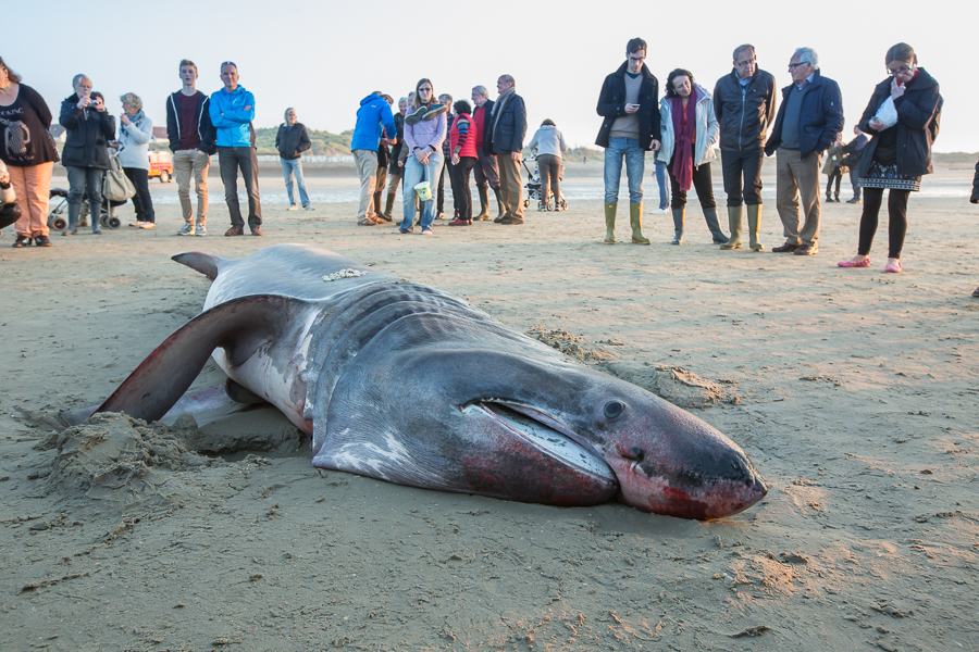 Bijzondere vissen op het strand van De Panne