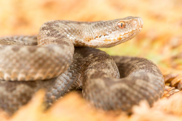 Cantabrische adder (Vipera seoanei)