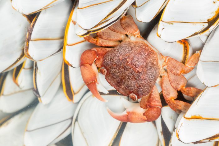 Columbuskrab (Planes minutus) tussen Grote eendenmossels (Lepas anatifera)