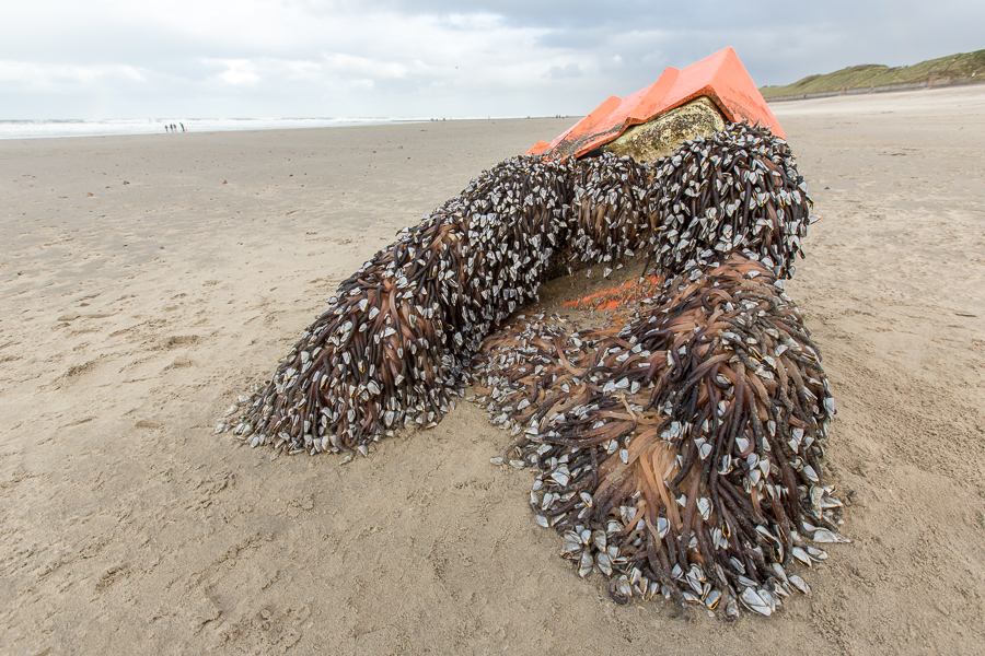 Aangespoelde boei met Grote eendenmossels (Lepas anatifera)