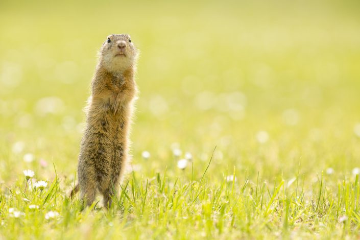 Siesel (Spermophilus citellus)