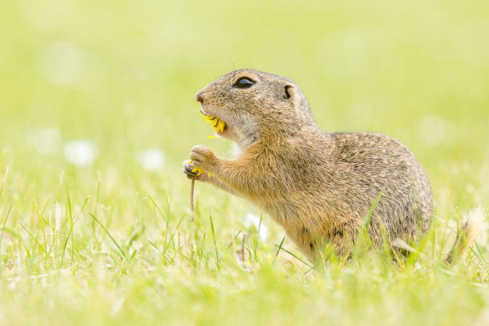 Siesel (Spermophilus citellus)