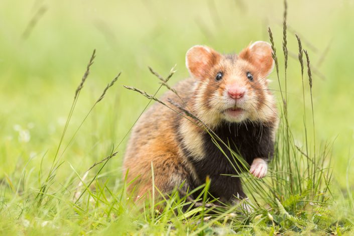 Europese hamster (Cricetus cricetus)