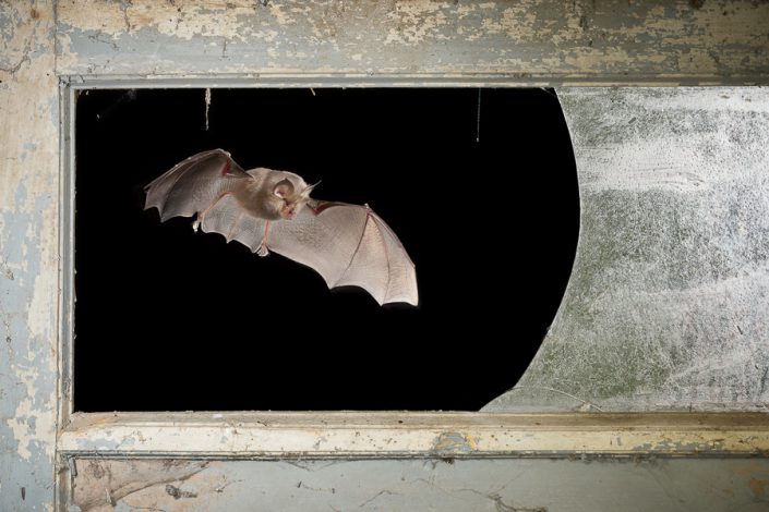 Kleine hoefijzerneus (Rhinolophus hipposideros)