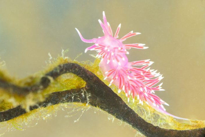 Paarse waaierslak (Flabellina pedata)