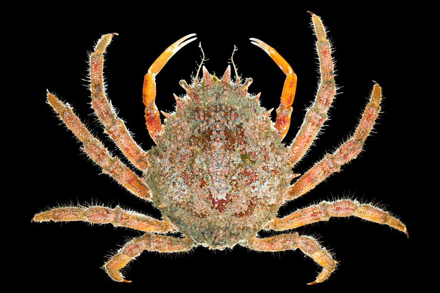 Common spider crab – Grote spinkrab – Maja brachydactyla