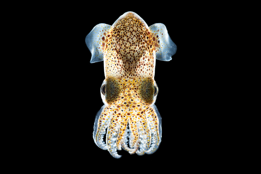 Dwerginktvis (Sepiola atlantica)