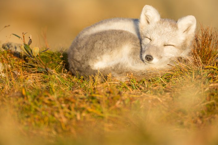 Poolvos (Vulpes lagopus)