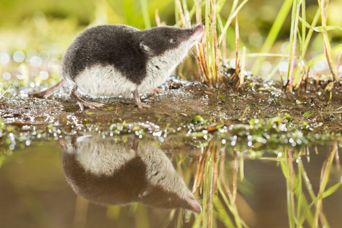 Waterspitsmuis (Neomys fodiens)