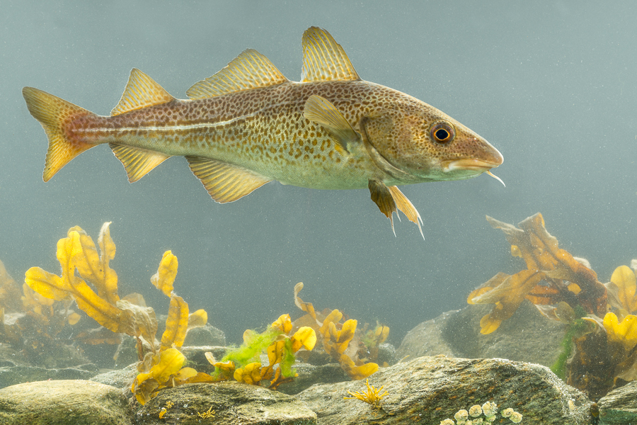 Kabeljauw (Gadus morhua)