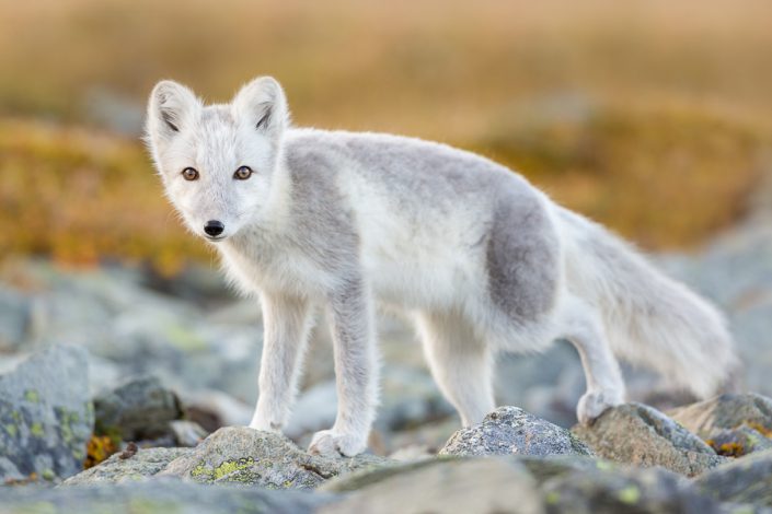 Poolvos (Vulpes lagopus)