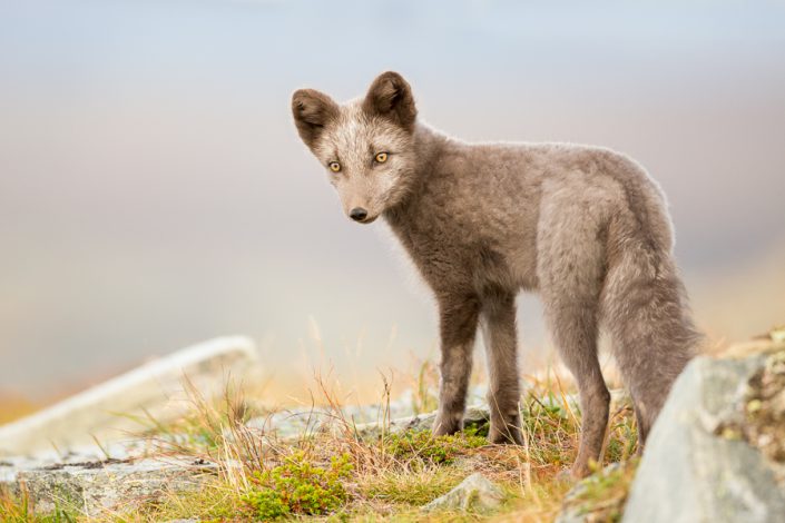 Poolvos (Vulpes lagopus)