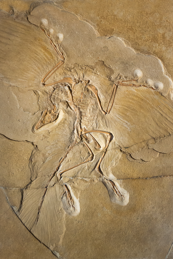 Archaeopteryx - Original - Berlin
