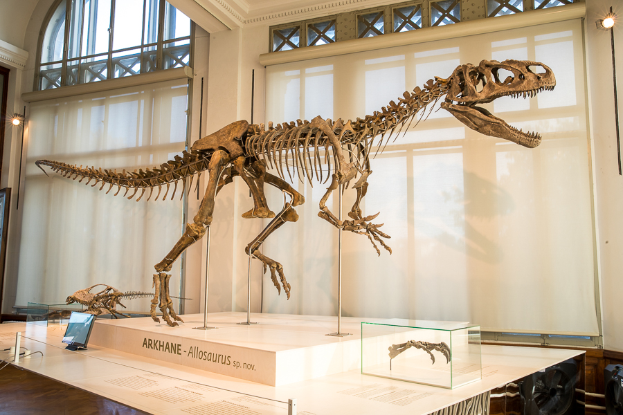 Allosaurus sp. nov. - 70% original - Brussels