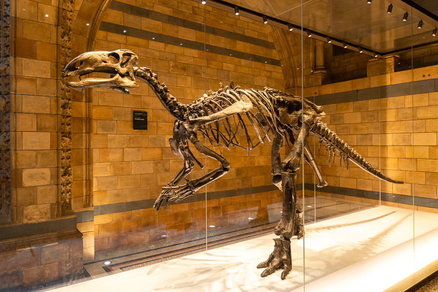 Mantellisaurus atherfieldensis - Original - London