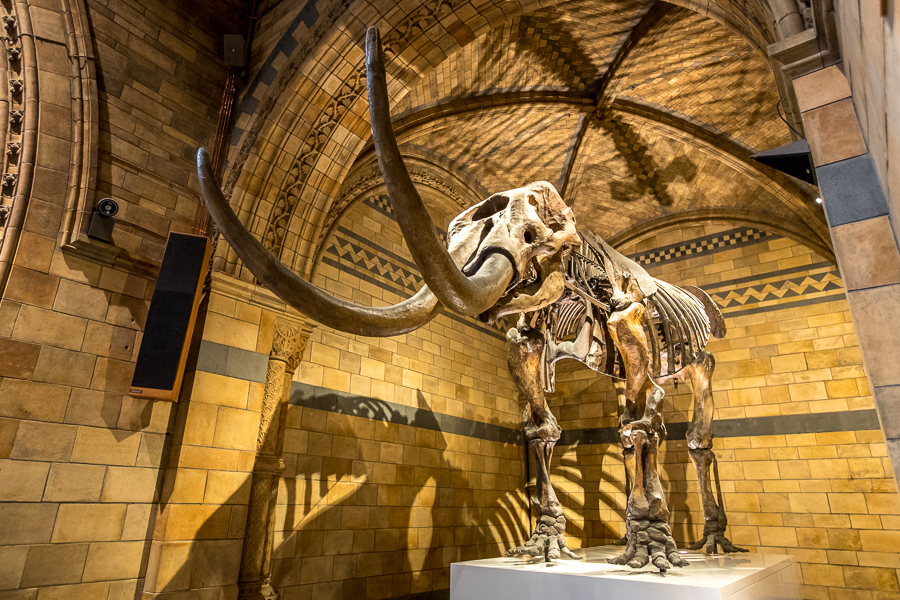 American mastodon - Mammut americanum - London