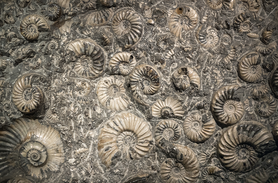 Ammonites - Asteroceras blakei & Promicroceras planicosta - London