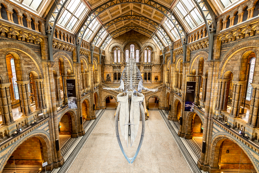 Blue whale skeleton in the Hintze Hall - London