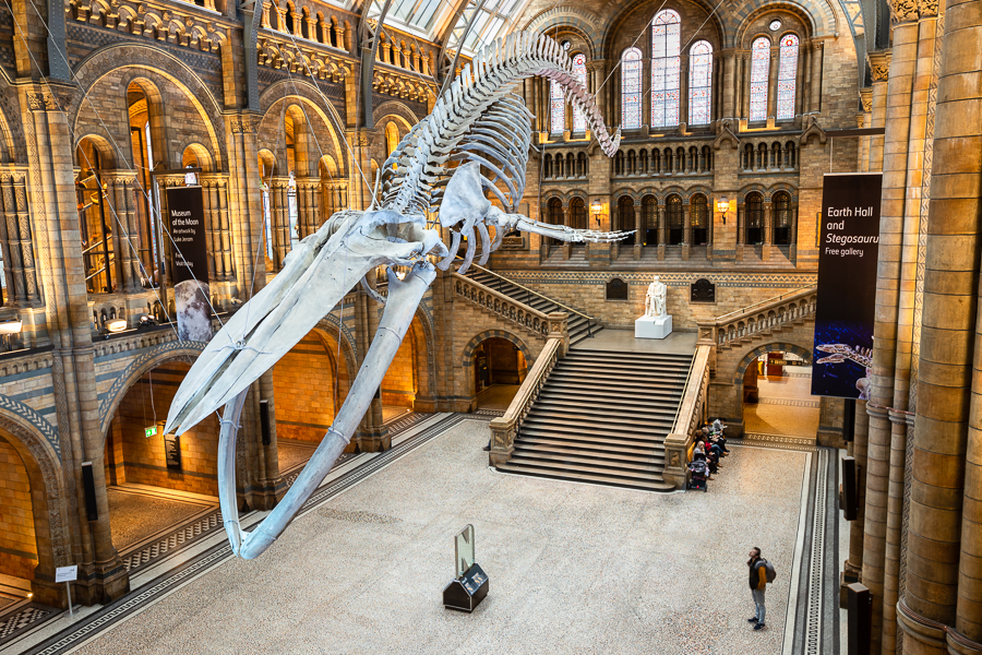 Blue whale skeleton in the Hintze Hall - London