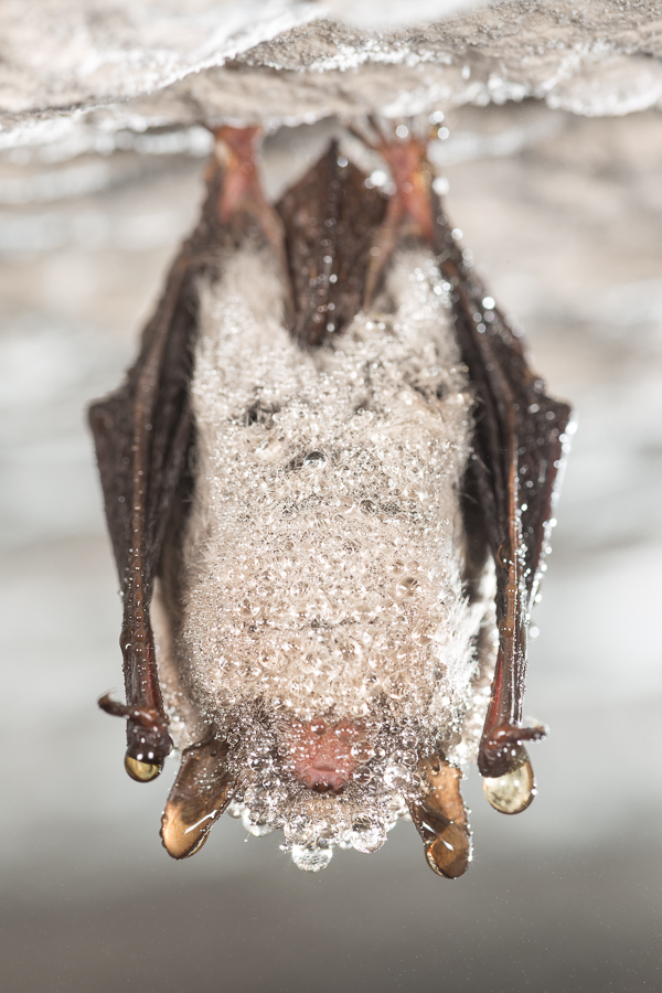 Baardvleermuis (Myotis mystacinus)