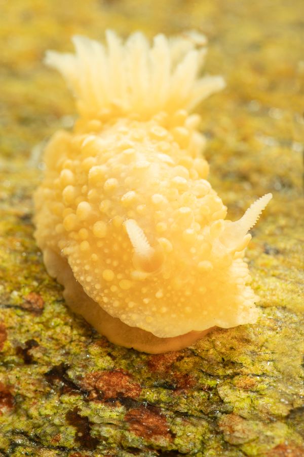 Doris verrucosa