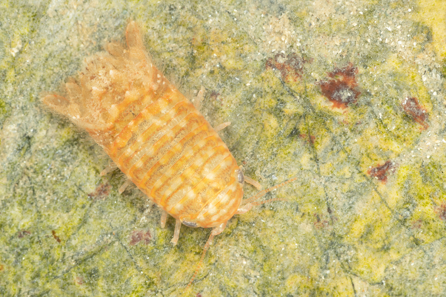 Cymodoce truncata