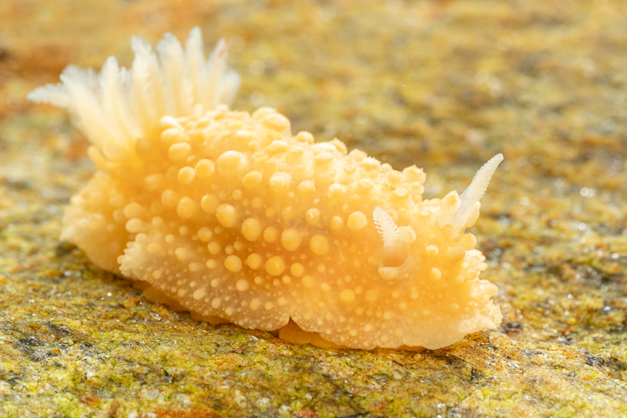 Doris verrucosa