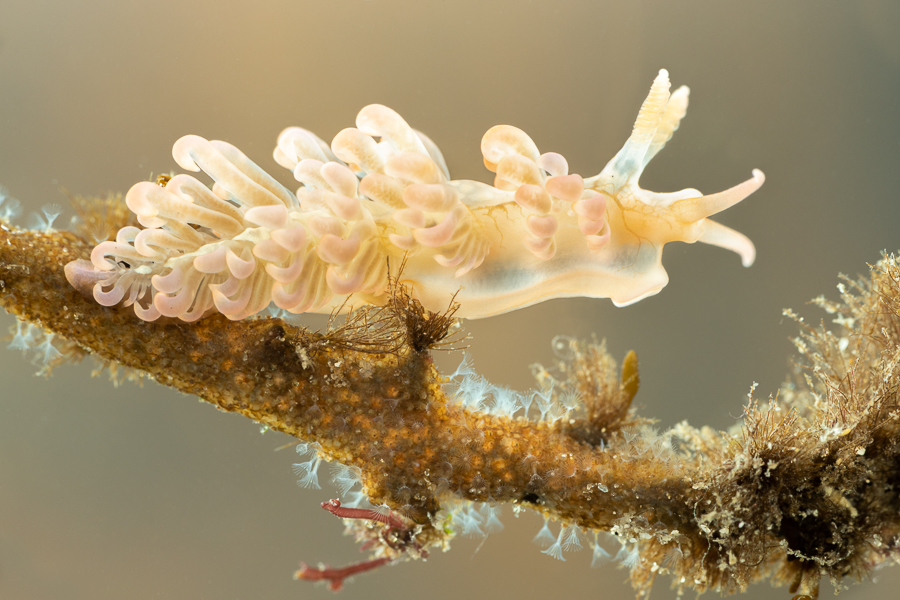 Spurilla neapolitana