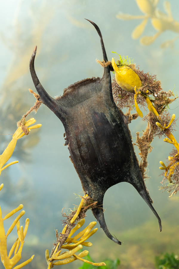 Eikapsel van Golfrog (Raja undulata)