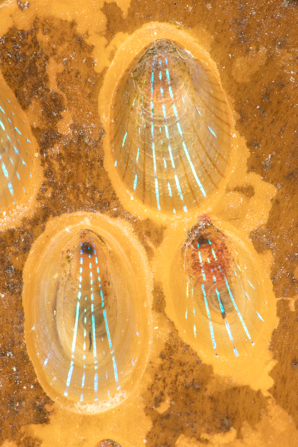 Blauwgestreepte schaalhoren (Patella pellucida)