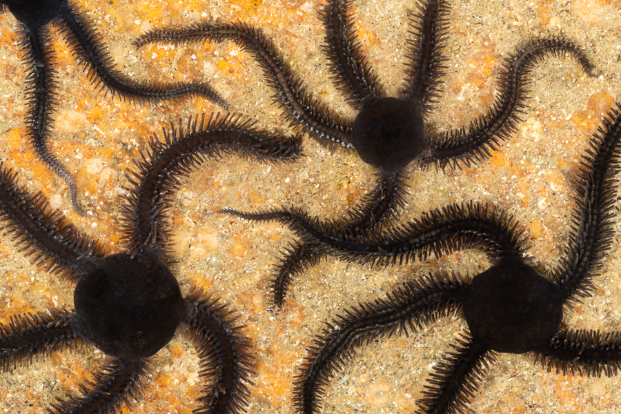 Zwarte brokkelster (Ophiocomina nigra)