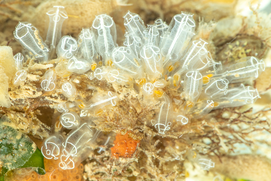 Bretelzakpijp (Clavelina lepadiformis)