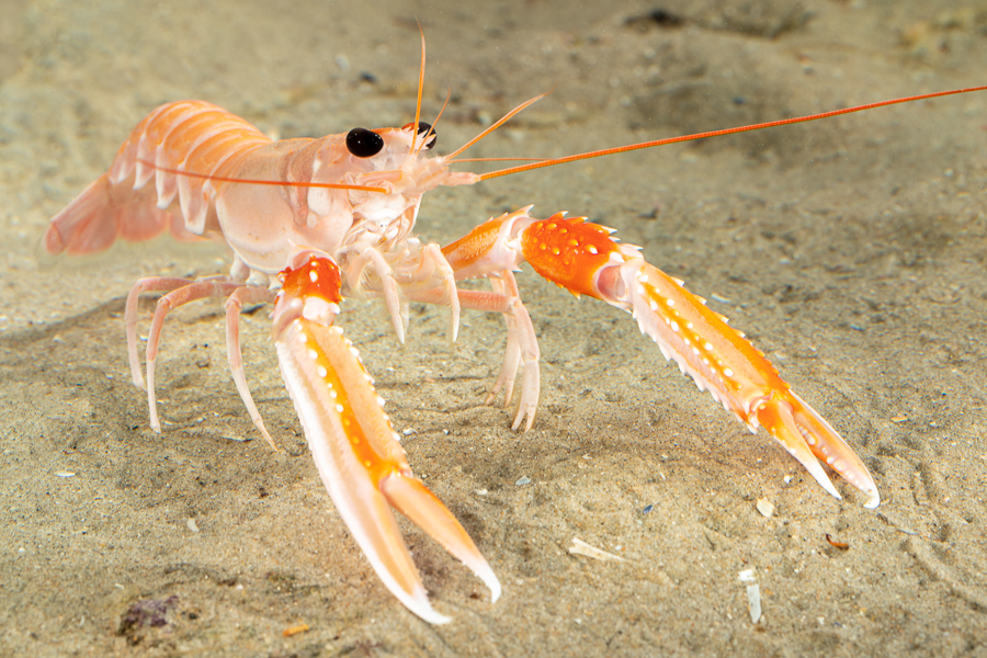 Noorse kreeft (Nephrops norvegicus)