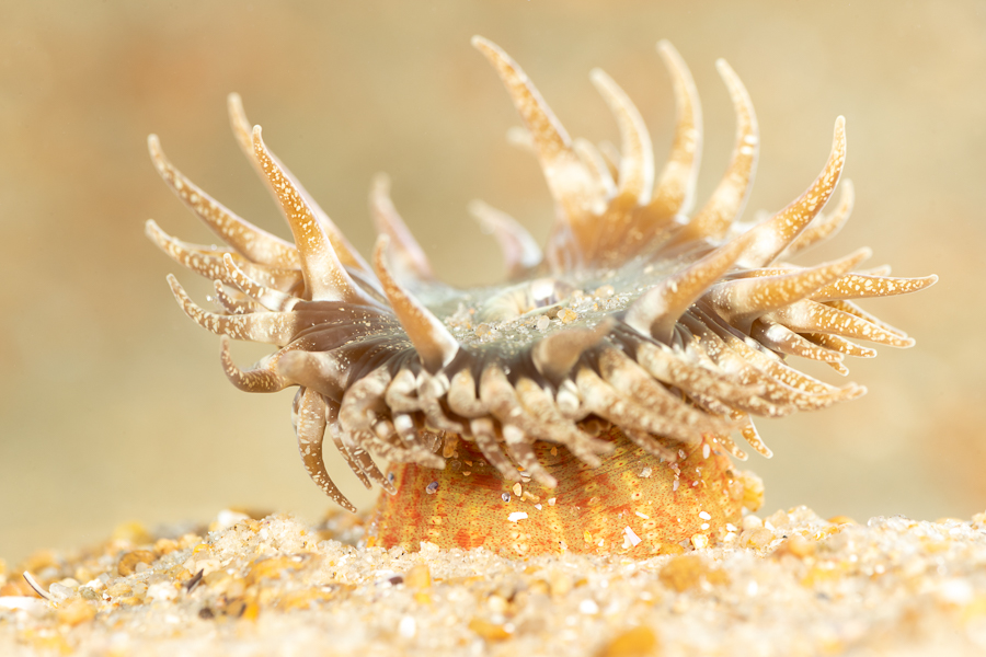 Anthopleura ballii