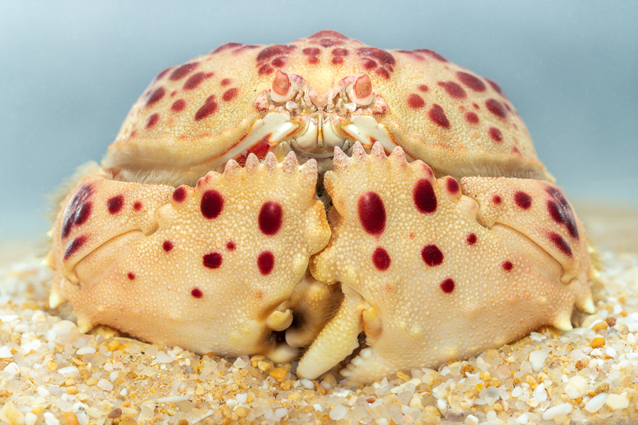 Shamefaced crab (Calappa granulata)