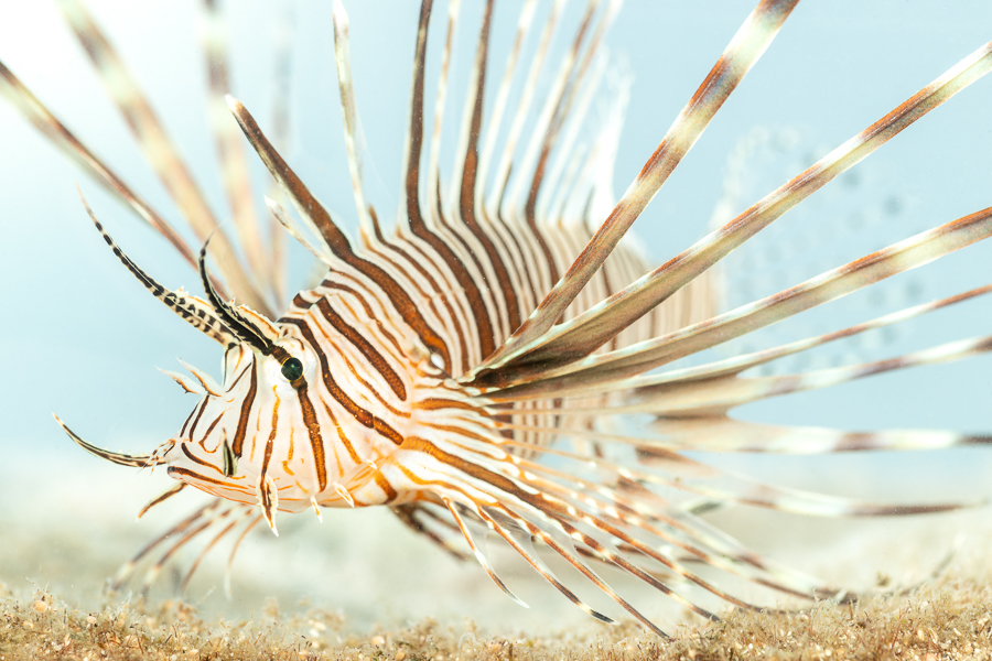 Koraalduivel (Pterois miles)