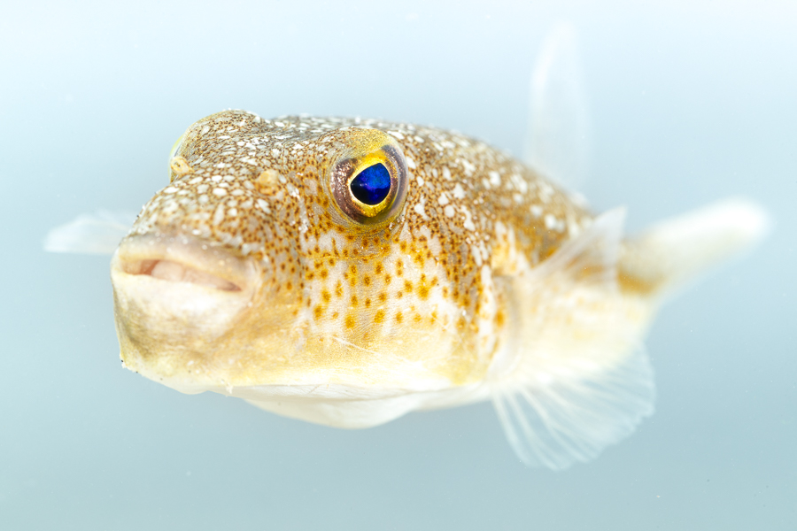 Starry pufferfish (Torquigener flavimaculosus)