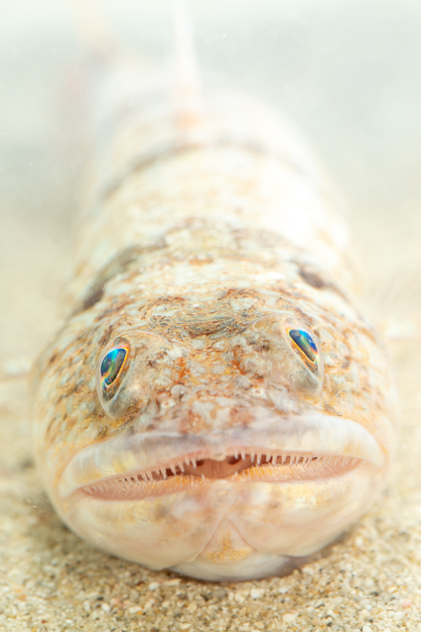 Atlantic lizardfish (Synodus saurus)