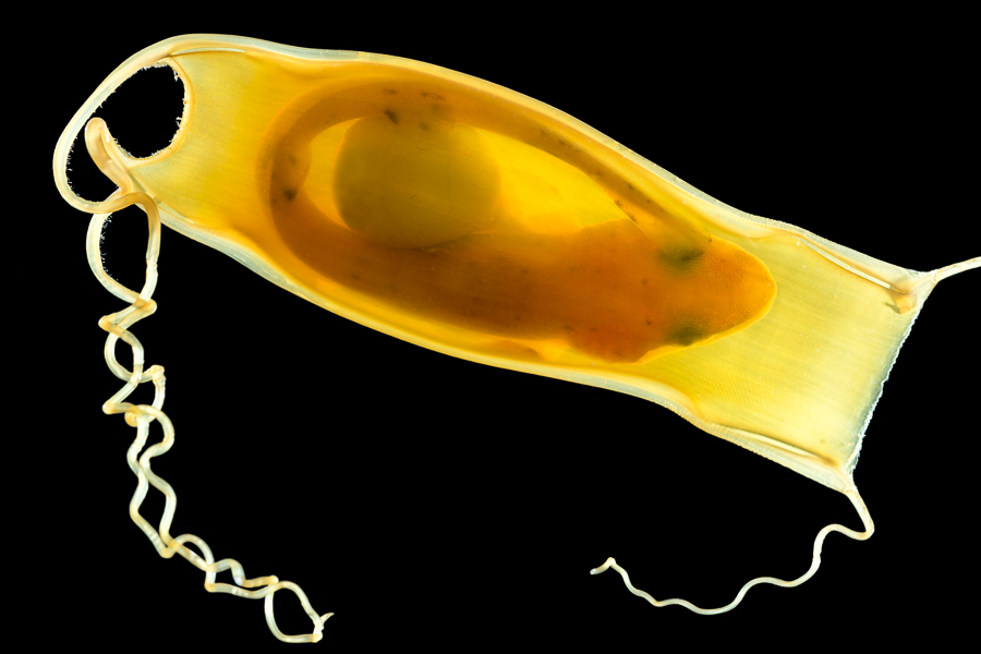 Ei van de Hondshaai met embryo en dooierzak