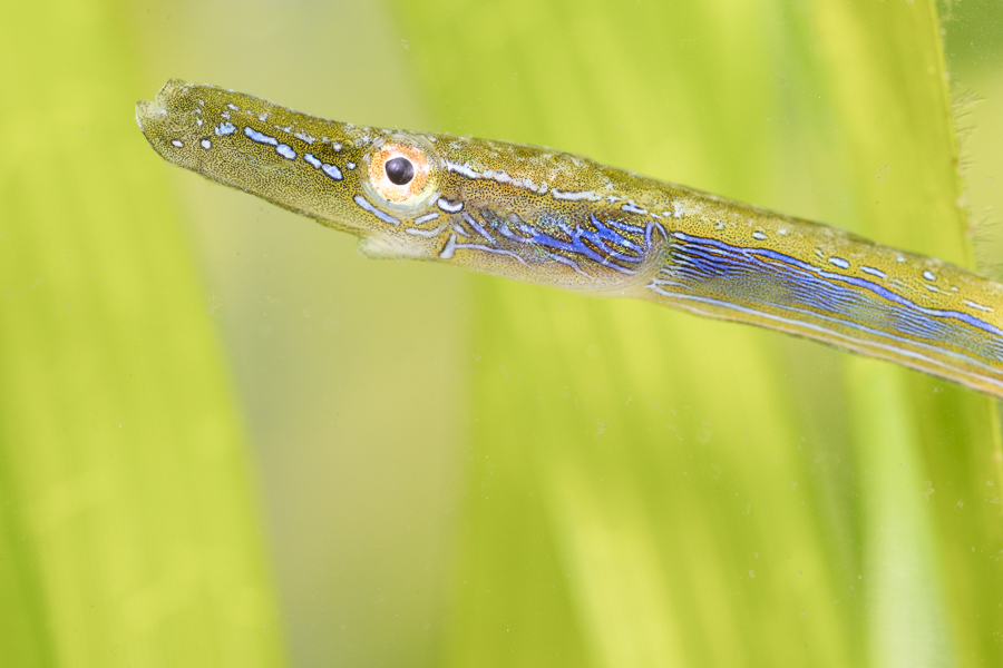 Nerophis ophidion