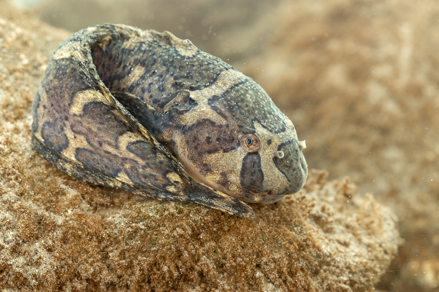 Slakdolf (Liparis liparis)