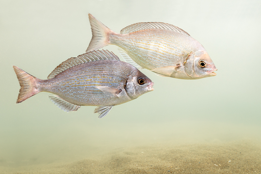 Zeekarpers (Spondyliosoma cantharus)